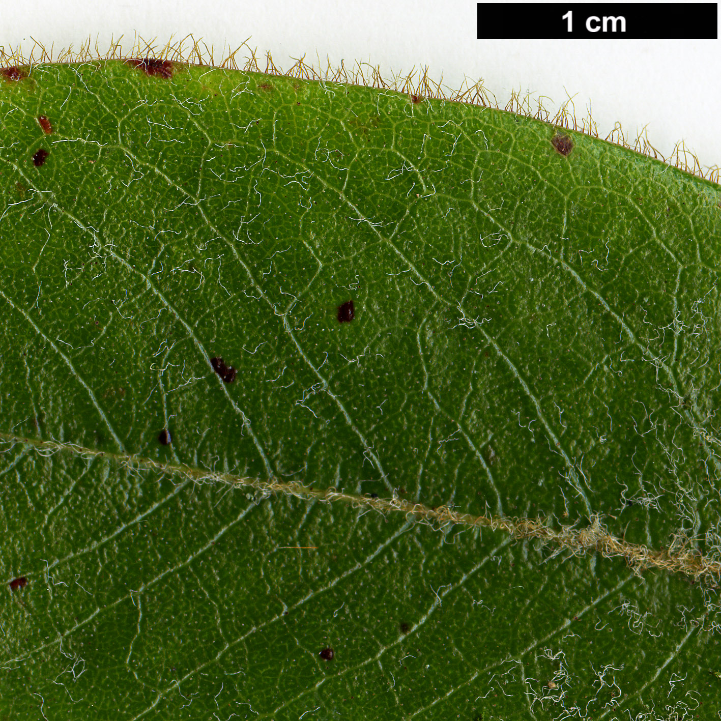 High resolution image: Family: Ericaceae - Genus: Rhododendron - Taxon: mishmiense